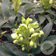 Helleborus argutifolius GM P9