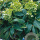 Helleborus argutifolius GM P9
