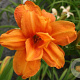 Hemerocallis 'Bandolero' GM P9