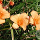 Hemerocallis 'Baley Hay' GM P9