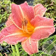 Hemerocallis 'Children's Festival' GM P9