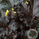 Heuchera 'Dark Secret' GM P9