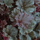 Heuchera 'Dark Secret' GM P9