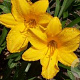 Hemerocallis 'Golden Prize' GM P9