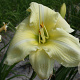 Hemerocallis 'Iron Gate Glacier' GM P9