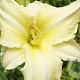 Hemerocallis 'Iron Gate Glacier' GM P9