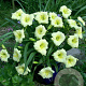 Hemerocallis 'Longfields Pearl' GM P9