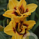 Hemerocallis 'Mount Helena' GM P9