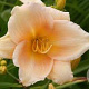 Hemerocallis 'Mini Pearl' GM P9