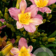 Hemerocallis 'Nile Crane' GM P9