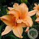 Hemerocallis 'Ruffled Apricot' GM P9