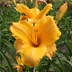 Hemerocallis 'Ruffled Apricot' GM P9