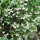 Heuchera sang. 'White Cloud' GM P9