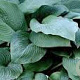 Hosta 'Blue Mammoth' GM P9