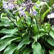 Hosta 'Invincible' GM P9