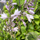 Hosta 'Red Cadet' GM P9