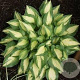 Hosta 'Xanadu' GM P9