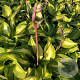 Hosta 'Xanadu' GM P9