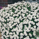 Iberis semp. 'Fischbeck' GM P9
