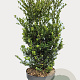 Ilex crenata Dark Green 60-80 cm 7,5L struik