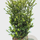 Ilex crenata Dark Green 60-80 cm 7,5L struik