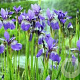 Iris sib. 'Blue King' GM P9