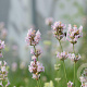 Lavandula ang. 'Loddon Pink' GM P9