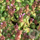 Lamium mac. 'Chequers' GM P9