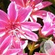 Lewisia 'Little Plum' GM P9