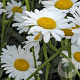 Leucanthemum (S) 'Polaris' GM P9