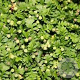 Leptinella squalida 'Minima' GM P9