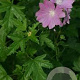 Malva alcea GM P9