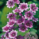 Malva sylvestris 'Zebrina' GM P9