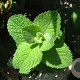 Mentha suaveolens GM P9