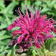 Monarda Balmy Rose GM P9
