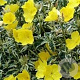 Oenothera fruticosa glauca GM P9