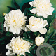 Paeonia (LD) 'Duchesse de Nemours' GM P9