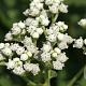 Parthenium integrifolium GM P9