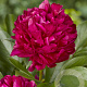 Paeonia (LD) 'Karl Rosenfield' GM P9