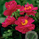 Paeonia (LD) 'Karl Rosenfield' GM P9