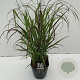 Panicum virgatum 'Sangria' 25-30 cm 5,0L vierkant