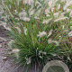 Pennisetum al. 'Burgundy Bunny' GM P9