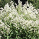 Persicaria 'Johanniswolke' GM P9