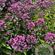 Phlox (P) 'Butonik' GM P9