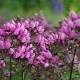 Phlox (P) 'Butonik' GM P9