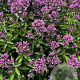 Phlox (P) 'Butonik' GM P9