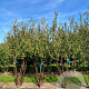 Prunus serrula 450-500 cm draadkluit meerstammig 200-250 diameter