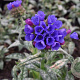 Pulmonaria long. 'E.B. Anderson' GM P9