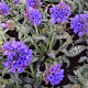 Pulmonaria long. 'E.B. Anderson' GM P9