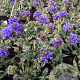 Pulmonaria long. 'E.B. Anderson' GM P9